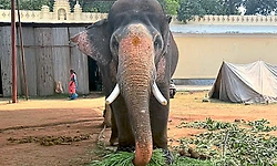 ಜಂಬೂ ಸವಾರಿ ತಾಲೀಮು: ಪುಷ್ಪಾರ್ಚನೆ ಸ್ವೀಕರಿಸಿದ "ಪ್ರಶಾಂತ'