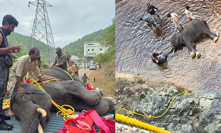 Wild elephant fallen into a canal in Mandya district rescued: Forest minister