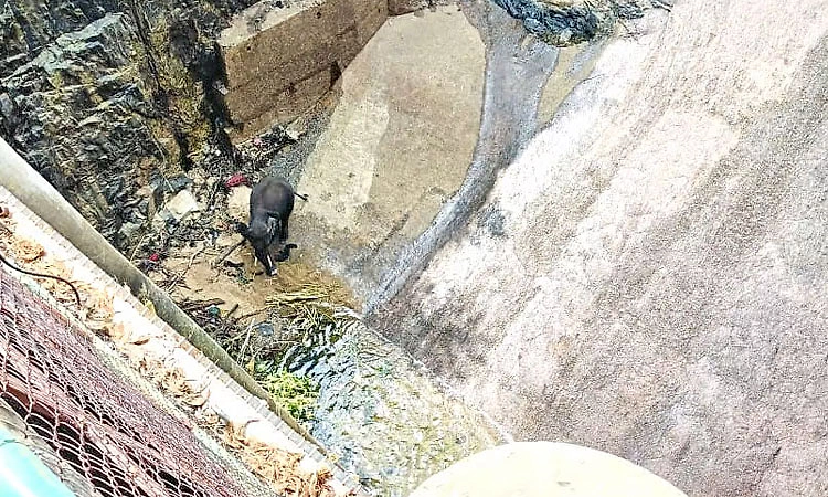 ಶಿವನಸಮುದ್ರ: ವಿದ್ಯುತ್‌ ಉತ್ಪಾದನಾ ಕೇಂದ್ರ ಕಾಲುವೆಗೆ ಬಿದ್ದ ಕಾಡಾನೆ!