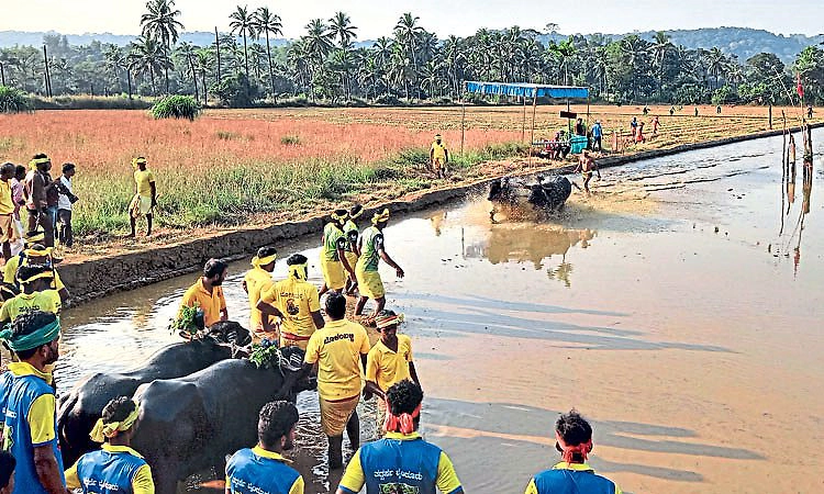Kambala; ನ. 21: ಕೊಡೇರಿ ಹಕ್ರೆಮಠದಲ್ಲಿ ಮೊದಲ ಸಾಂಪ್ರದಾಯಿಕ ಕಂಬಳ
