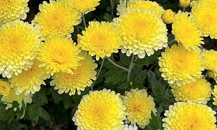 Health benefits: ಸೇವಂತಿಯೇ... ಸೇವಂತಿಯೇ...