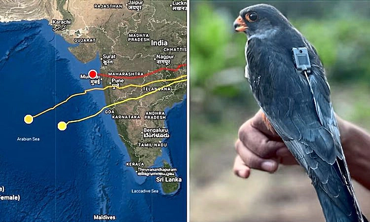 ದಿನಕ್ಕೆ 1000 ಕಿ.ಮೀ ಹಾರಿ ಅಚ್ಚರಿ ಮೂಡಿಸಿದ ಗಿಡುಗ!   