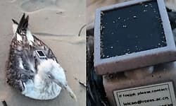 Chinese GPS tracker found on seagull near Karwar Coast