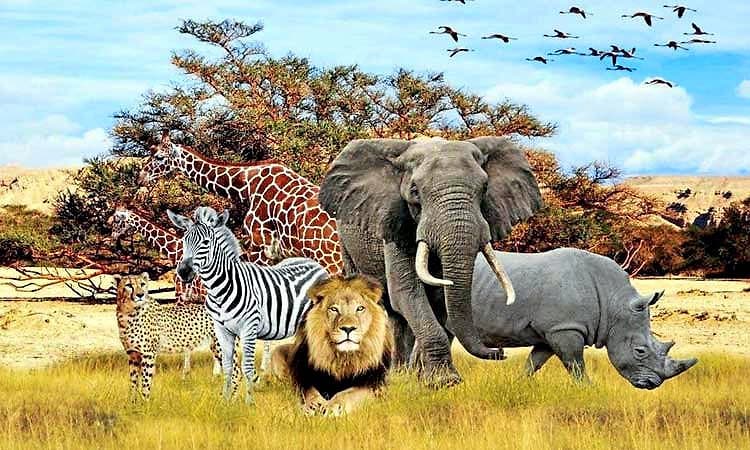 ಭಾರತಕ್ಕೆ ಭರಪೂರ ವನ್ಯಜೀವಿಗಳ ಆಮದು