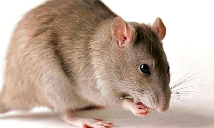 ಕರಾವಳಿಯಲ್ಲಿ ಇಲಿಜ್ವರ ಬಾಧೆ: ಉಡುಪಿ ಜಿಲ್ಲೆಯಲ್ಲಿ 2 ವರ್ಷದಲ್ಲಿ 670 ಪ್ರಕರಣ; 12 ಸಾವು