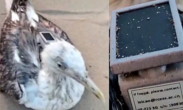 GPS tracker: ಕಾರವಾರ ನೌಕಾ ನೆಲೆಯ ಬಳಿ ಚೀನಾದ ಜಿಪಿಎಸ್ ಟ್ರ್ಯಾಕರ್ ಹೊಂದಿದ್ದ ಸೀಗಲ್ ಪತ್ತೆ