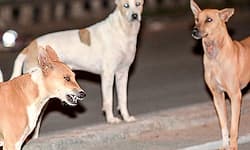 Kasaragod: ನಾಯಿಗೆ ರೇಬಿಸ್ ಶಂಕೆ;  4 ನಾಯಿಗಳ ಸಾವು