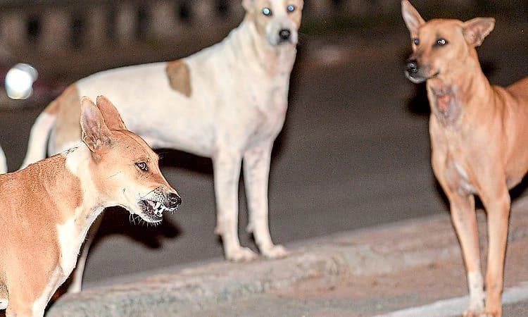 Kasaragod: ನಾಯಿಗೆ ರೇಬಿಸ್ ಶಂಕೆ;  4 ನಾಯಿಗಳ ಸಾವು