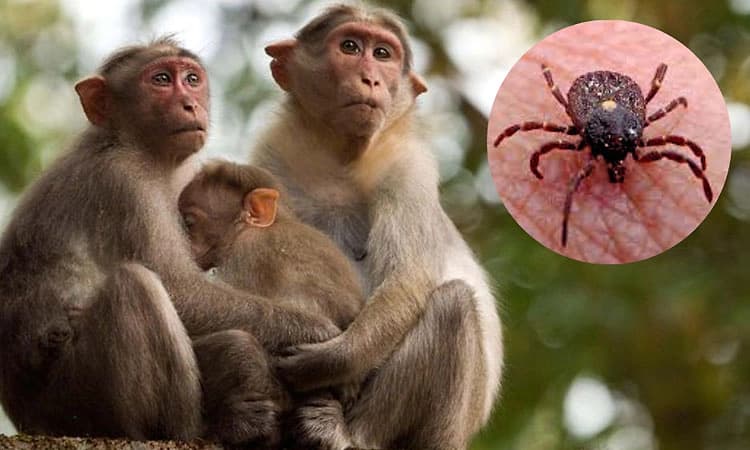 ಸಿದ್ದಾಪುರ ಪರಿಸರದಲ್ಲಿ 3 ಮಂಗಗಳ ಸಾವು: ಹೆಚ್ಚಿದ ಕೆಎಫ್‌ಡಿ ಆತಂಕ 