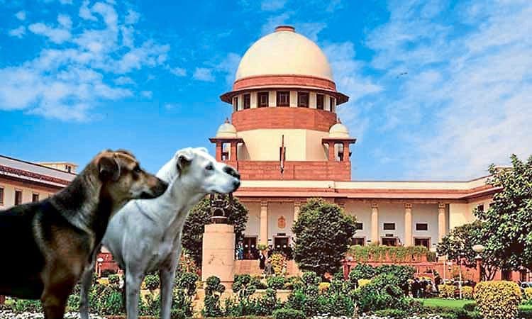 ಬೀದಿನಾಯಿ ಕೇಸ್‌: ಅರ್ಜಿದಾರರ ವಿರುದ್ಧ ಪೀಠ ಗರಂ