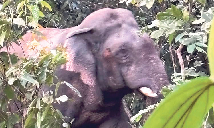 Belthangady ದಿಡುಪೆ: ಮನೆ ಬಳಿ ಠಿಕಾಣಿ ಹೂಡಿದ ಕಾಡಾನೆ