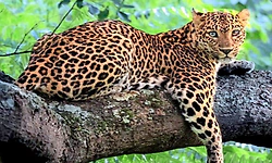 Belthangady: ಆತಂಕ ಹೆಚ್ಚಿಸಿದ ಚಿರತೆಯ ಓಡಾಟ