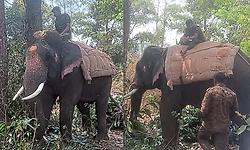 Forest department launches operation to capture wild elephant after worker’s death in Chikkamagaluru
