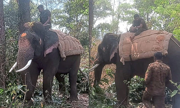 Forest department launches operation to capture wild elephant after worker’s death in Chikkamagaluru