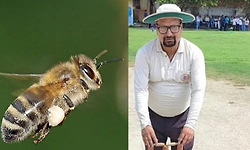 Uttar Pradesh; ಕ್ರಿಕೆಟ್ ಪಂದ್ಯದ ವೇಳೆ ಜೇನುನೊಣಗಳ ದಾಳಿ: ಅಂಪೈರ್ ದಾರುಣ ಸಾವು!