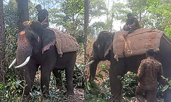 ಕಾಫಿನಾಡಲ್ಲಿ ನರಹಂತಕ ಒಂಟಿಸಲಗ ಸೆರೆಗೆ ಸಕ್ರೆಬೈಲಿನಿಂದ ಬಂದ ಐದು ಸಾಕಾನೆಗಳ ದಂಡು!