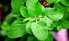 Tulsi: ತುಳಸಿ ಎಲೆಯ ಆರೋಗ್ಯ ಪ್ರಯೋಜನಗಳು