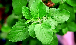Tulsi: ತುಳಸಿ ಎಲೆಯ ಆರೋಗ್ಯ ಪ್ರಯೋಜನಗಳು