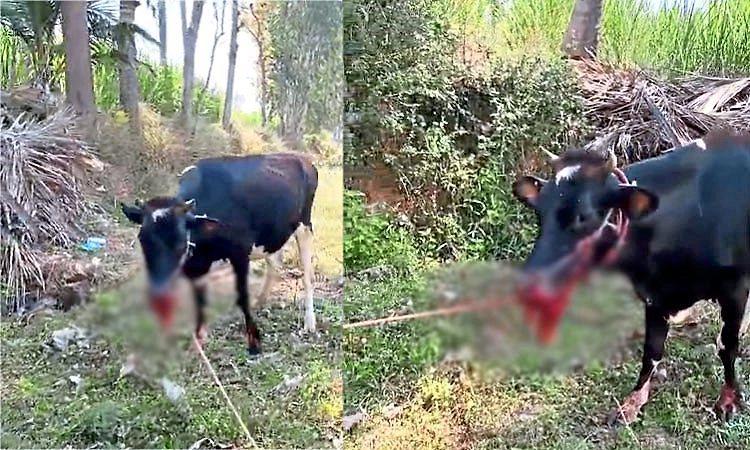 Mandya: ನಾಡ ಬಾಂಬ್ ಸ್ಫೋಟಗೊಂಡು ಹಸುವಿನ ಬಾಯಿ ಛಿದ್ರ