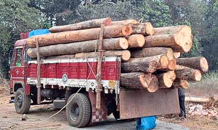 Sullia: ಲಾರಿಯಲ್ಲಿ ಅಕ್ರಮ ಮರ ಸಾಗಾಟ ಪತ್ತೆ