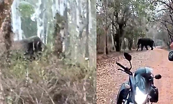 Shimoga: ಮುಂದುವರೆದ ಕಾಡಾನೆ ದಾಳಿ, ಗ್ರಾಮದ ಸಮೀಪವೇ ಕಾಣಿಸಿಕೊಂಡ‌ ಒಂಟಿ ಸಲಗ