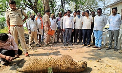 Shahapur: ಚಿರತೆಯ ಶವ ಪತ್ತೆ; ದಂಗಾದ ಜನತೆ