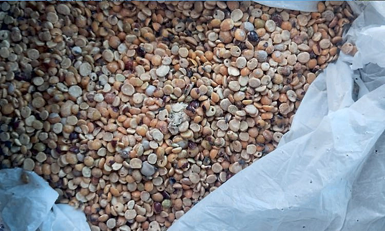 Siruguppa: ಹುಳು ಬಿದ್ದ ತೊಗರಿ ಬೇಳೆ ಬಿಸಿಯೂಟಕ್ಕೆ ಬಳಕೆ, ವಿದ್ಯಾರ್ಥಿಗಳ ಪೋಷಕರಿಂದ ಆಕ್ರೋಶ