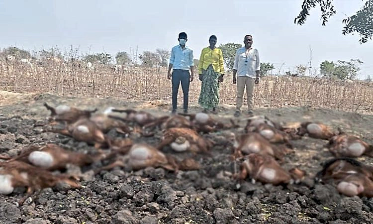 Siruguppa: ಮೊಳಕೆ ಜೋಳದ ದಂಟು ತಿಂದು ಕುರಿಗಳು ಸಾವು