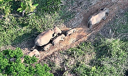 Elephant herd damages crops in Mudigere; villagers demand permanent solution