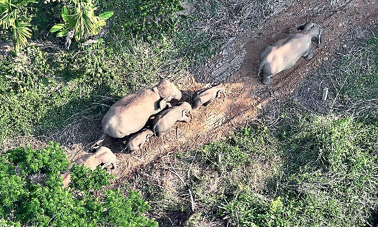 Elephant herd damages crops in Mudigere; villagers demand permanent solution