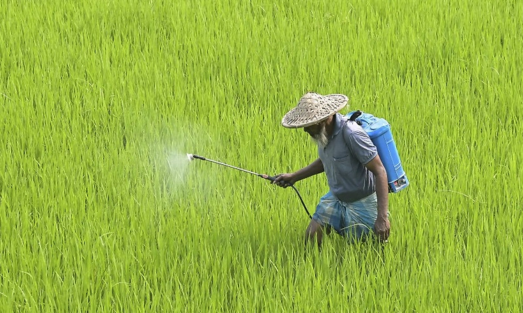 Urea plants gets additional natural gas in spot auction; to operate at 80% capacity now