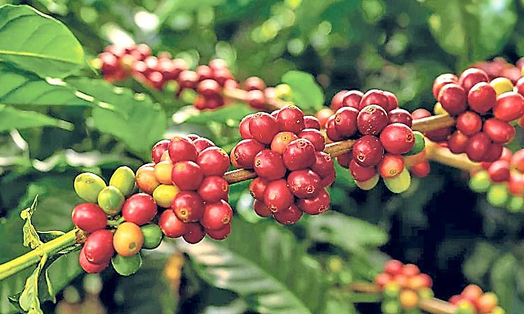 ಶತಾಬ್ದಿ, ಸುರಕ್ಷ ಹೈಬ್ರಿಡ್‌ ತಳಿಗಳು ಕಾಫಿ ಬೆಳೆಗಾರರ ಹೊಸ ಭರವಸೆ