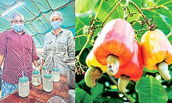 Kasaragod: ಪೆರಿಯದಲ್ಲಿ ಆಕರ್ಷಿಸುತ್ತಿದೆ, ಗೇರು ಹಣ್ಣಿನ ಜ್ಯೂಸ್‌ ಮಳಿಗೆ!