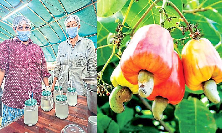 Kasaragod: ಪೆರಿಯದಲ್ಲಿ ಆಕರ್ಷಿಸುತ್ತಿದೆ, ಗೇರು ಹಣ್ಣಿನ ಜ್ಯೂಸ್‌ ಮಳಿಗೆ!