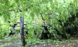 Chikkaballapur; ಜಿಲ್ಲೆಯ ದ್ರಾಕ್ಷಿ, ಮಾವು, ಹೂವುಗೆ ಆಲಿಕಲ್ಲೇಟು..!