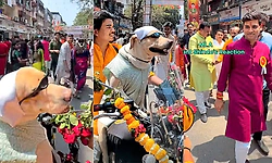 ಬೈಕ್ ಮೇಲೆ ಶ್ವಾನದ ಸವಾರಿ; ಯುಗಾದಿ ಸಂಭ್ರಮಕ್ಕೆ ಮೆರುಗು ತಂದ ಸಾಕುನಾಯಿ