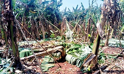 Kulageri Cross: ಭಾರೀ ಗಾಳಿ-ಮಳೆ; ನಡ ಮುರಿದು ಬಿದ್ದ ಬಾಳೆ ಗಿಡಗಳು