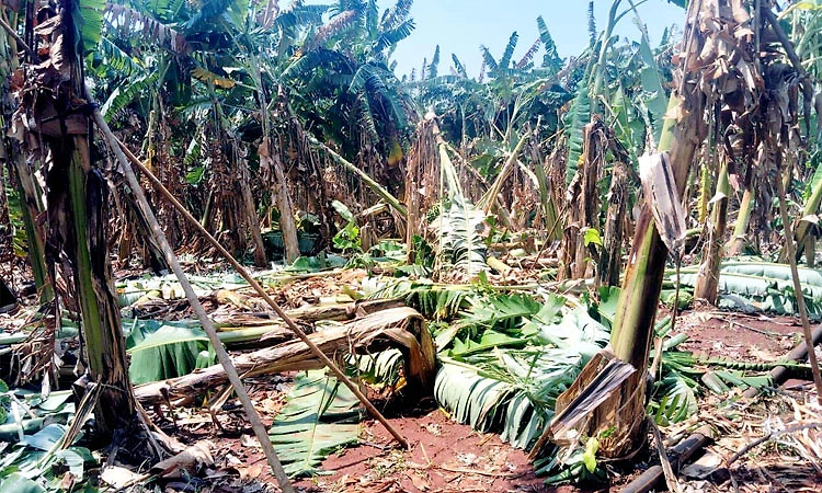 Kulageri Cross: ಭಾರೀ ಗಾಳಿ-ಮಳೆ; ನಡ ಮುರಿದು ಬಿದ್ದ ಬಾಳೆ ಗಿಡಗಳು