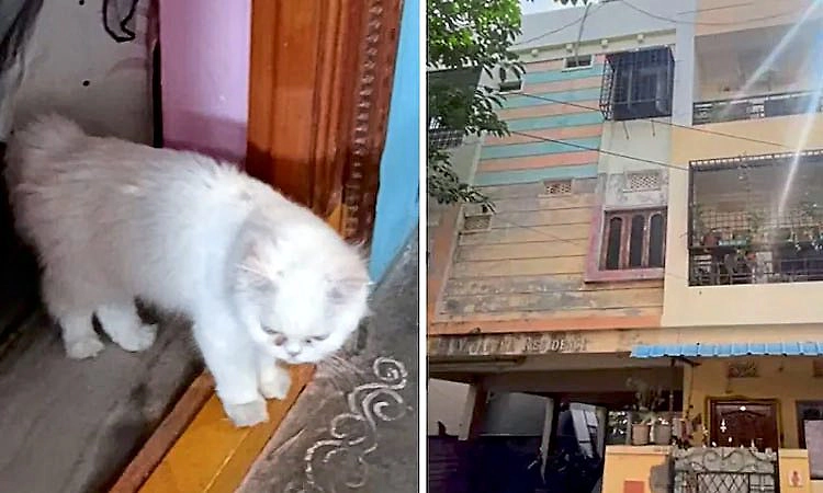 Hyderabad: ಸಾಕು ಬೆಕ್ಕು ಸಾವು.. ದುಃಖ ತಾಳಲಾರದೆ ಆತ್ಮಹತ್ಯೆ ಮಾಡಿಕೊಂಡ 20ರ ಯುವತಿ