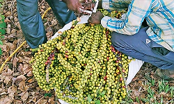 Demand rises for fishtail palm fruit, once dismissed as monkey food