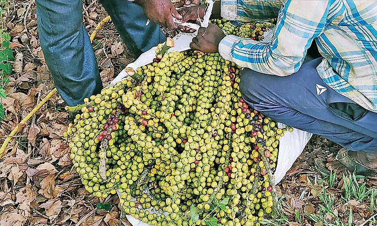 Demand rises for fishtail palm fruit, once dismissed as monkey food