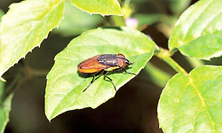 ಮಾಗಿಯ ಚಳಿಯಲ್ಲಿ  ಮೂಗಮ್ಮನ ಮೌನ ವ್ರತ!: ಕೀಟಲೋಕದಲ್ಲಿ ಒಂದು ಸುತ್ತು