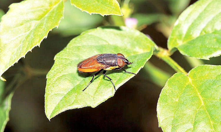 ಮಾಗಿಯ ಚಳಿಯಲ್ಲಿ  ಮೂಗಮ್ಮನ ಮೌನ ವ್ರತ!: ಕೀಟಲೋಕದಲ್ಲಿ ಒಂದು ಸುತ್ತು