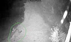 Bhatkala: ವಸತಿ ಪ್ರದೇಶದಲ್ಲಿ 2 ಚಿರತೆಗಳ ಓಡಾಟದ ದೃಶ್ಯ ಸಿಸಿಟಿವಿಯಲ್ಲಿ ಸೆರೆ