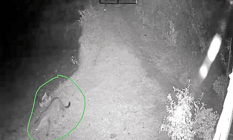 Bhatkala: ವಸತಿ ಪ್ರದೇಶದಲ್ಲಿ 2 ಚಿರತೆಗಳ ಓಡಾಟದ ದೃಶ್ಯ ಸಿಸಿಟಿವಿಯಲ್ಲಿ ಸೆರೆ