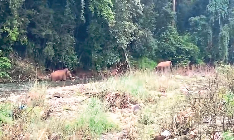 ಉಡುತೊರೆ ಡ್ಯಾಮ್‌ ಹಿನ್ನೀರಿನ ಕೆಸರಲ್ಲಿ ಸಿಲುಕಿದ್ದ ಆನೆಗಳ ರಕ್ಷಣೆ