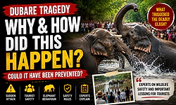 Too close to danger? Dubare incident highlights risks of wildlife interaction