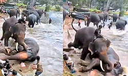 ದುಬಾರೆ: ಕಂಜನ್ ದಾಳಿಯಿಂದ ಗಾಯಗೊಂಡಿದ್ದ ಮಾರ್ತಾಂಡ ಆನೆ ಸಾವು!