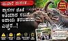 ಪ್ರಾಣಿಗಳ ಜೊತೆ ಅತಿಯಾದ ಸಲುಗೆ ಅಪಾಯ ತರಬಹುದು ಎಚ್ಚರ!