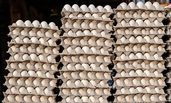 Mangaluru: Fish scarcity and war impact drive up egg prices